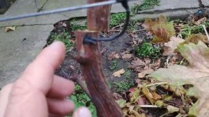 Продажа саженцев винограда и черенков