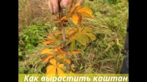 Каштан из семян своими руками. Дереву 4 года.