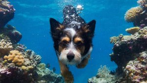 ВИДЕО ДЛЯ ДЕТЕЙ