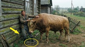 Бык прижал хозяина! Жена схватила ружье, но потом увидела ужасное!