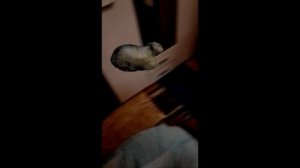 OIIAOIIA CAT в реальной жизни