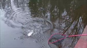 После запуска поимок форели больше на "лесистой" стороне. Клёвое место, Лосиный остров, спорт-зона.