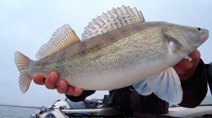 Делай так и судака будет много! Ловля крупного судака на спиннинг