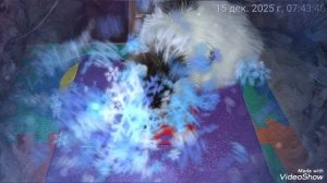 утро с 🐈🐈🐈💻☕🕘