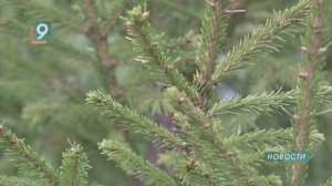 Новости Старого Оскола от 17 декабря