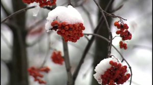 ПЕРВЫЙ СНЕГ