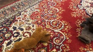 Часть 39. Что бывает, когда не занимаешься воспитание собаки.