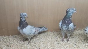 Махачкалинские двухчубые бойные