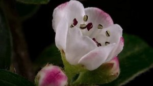 П.И.Чайковский - Времена года.Июнь.Баркарола