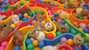 РАЗВЛЕКАТЕЛЬНОЕ ВИДЕО ДЛЯ ДЕТЕЙ