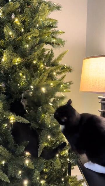 Праздничный замес