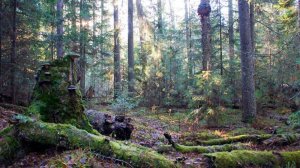 Тайга.  Таежные истории. " Случай в тайге "