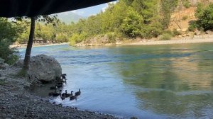 Стая уток на речке в Турции