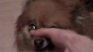 Кавер от Животных,на песню Утиные Истроии