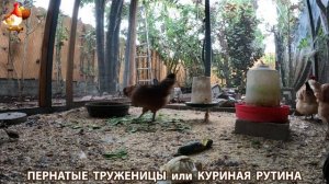 Куриная рутина – что делают куры на выгуле 😂 эпизод (89)