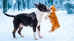 Я СОЖРАЛ БУЛЬТЕРЬЕРА!! Корги Коржик Говорящая собака