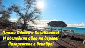 Пляжи Одиссея и Касабланка!  Последняя на дереве айва! Лазаревское в декабре .