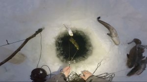 Рыбалка у чёрной дыры, ловля налима. Двадцать четвёртая серия.