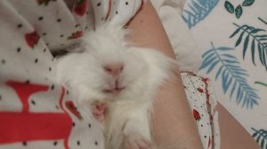 Может ли морская свинка лежать?