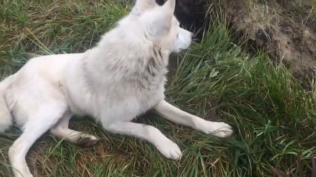 2017 август, р.Джагарма, [HQ]