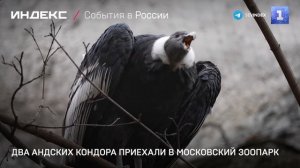 Два андских кондора приехали в Московский зоопарк