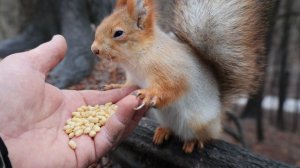 Про Белку с глазиком