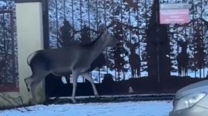 Спасение оленя с дороги в Сочи попало на видео