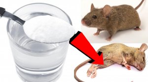 Как избавиться от мышей и крыс навсегда За 3 Секунды!.!.!