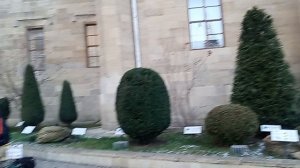 Кисловодск. "Пятачок" на бульваре. Елка. 16.12.2025 г.