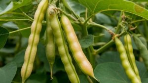 5 обычных овощей с огорода которые посадят вам печень или вызовут сильнейшее отравление!