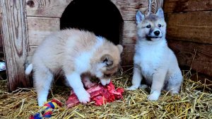 Пайка на всех