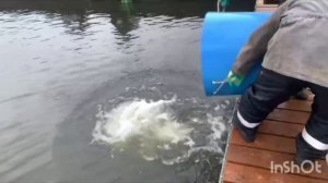 17.12.25. Зарыбление VIP зоны форелью.