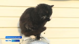 10 кошек живут на улице в селе Щигры Мокроусовского округа