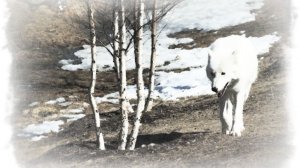 Проталиной бежит вода Юргаев и ИИ