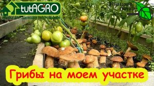 В лес ходить не надо: секреты выращивания лесных грибов прямо в огороде. От пня до урожая.