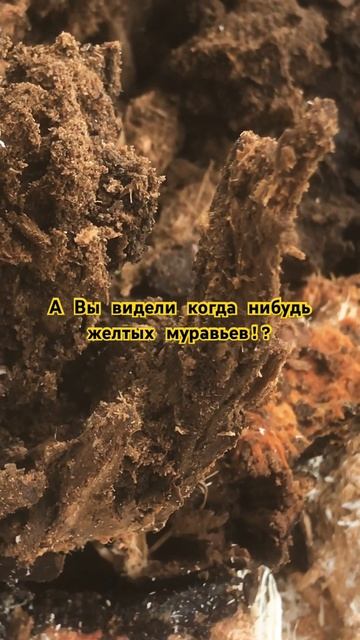 Желтые муравьи!!! смотреть онлайн