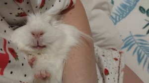 Белая морская свинка, и три минуты о том,как Бися балуется))