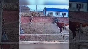 Полицейские просто в недоумении от того, что они видят.