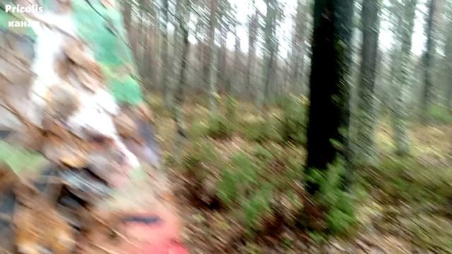 Хулиганы Сысоевского леса, Никологоры 2025