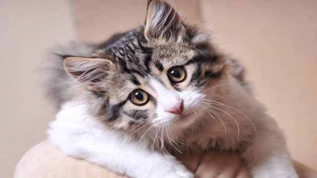 Детский мультфильм, который учит и развлекает, учим слова. смотреть онлайн