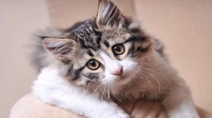 Детский мультфильм, который учит и развлекает, учим слова.