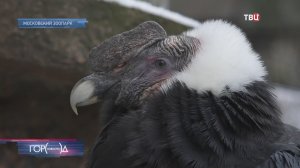 В Московском зоопарке поселилась пара андских кондоров