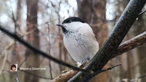 Экотерапия 68 серия.