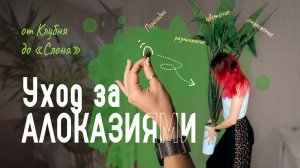 Уход за АЛОКАЗИЯМИ на всех стадиях роста/ От КЛУБНЯ до СЛОНА