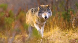 МУЗЫКА, КОТОРАЯ ПРОНИКАЕТ В ДУШУ: НЕЖНО, ГЛУБОКО, ВОЛНУЮЩЕ!