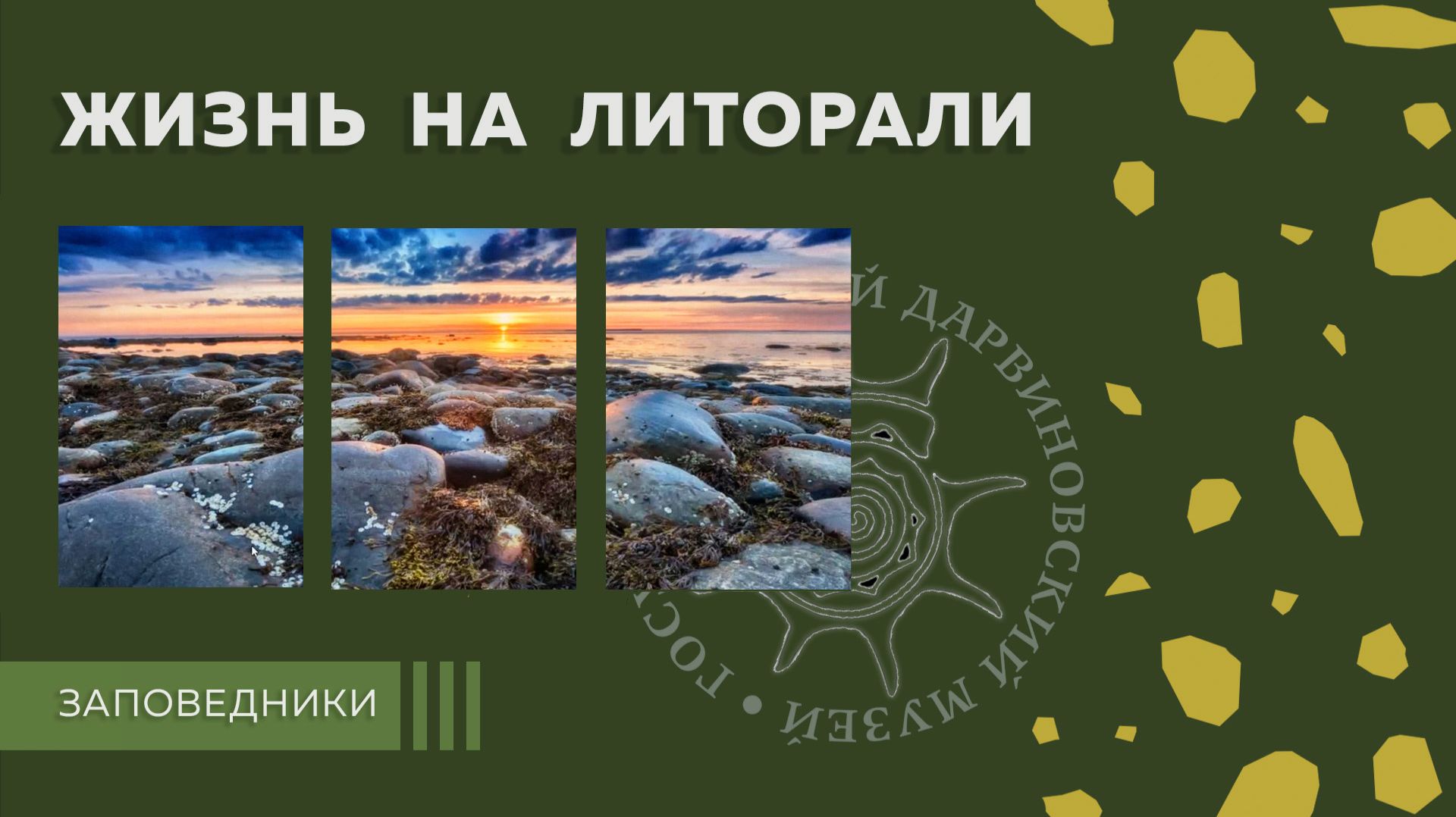 Жизнь на литорали