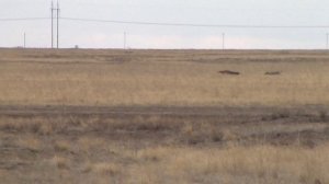 Охота с борзыми.Испытания борзых собак.Ленинский район Волгоградская область(11.10.2025)