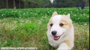 Игорь Алтайский. ЗООГОСТИНИЦА без клеток