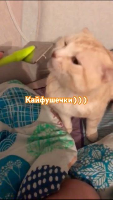 Рыжий котик - КАЙФУШЕЧКИ смотреть онлайн