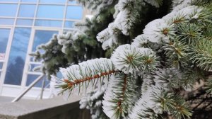 Хвойные деревья взяты под особую охрану на Ставрополье